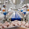 Brazil Chicken Companies