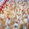 Brazilian Poultry Exporters