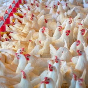 Brazilian Poultry Exporters