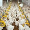 Top Poultry Exporters – Global Frozen Chicken Suppliers