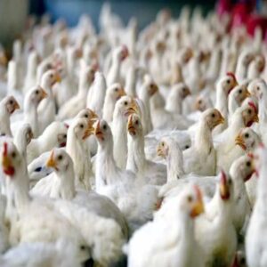 Brazilian Chicken Export Services
