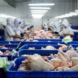 Frozen Chicken Manufacturing & Export