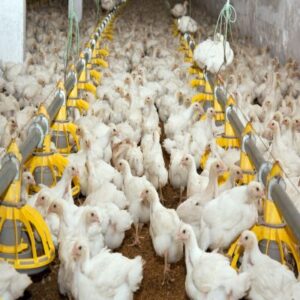 Top Poultry Exporters
