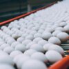 Egg Products (Liquid, Dried & Frozen)