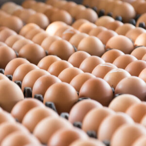 Premium Brazilian Organic Eggs – White & Brown