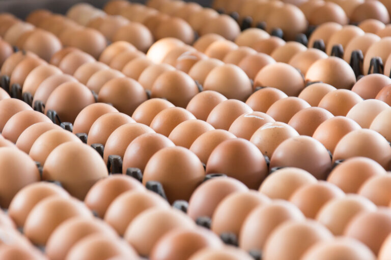 Premium Brazilian Organic Eggs – White & Brown