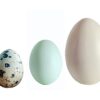 Exotic Specialty Eggs – Duck, Quail & Heirloom Breeds