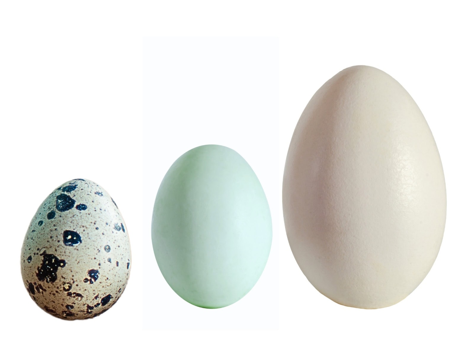 Exotic Specialty Eggs – Duck, Quail & Heirloom Breeds